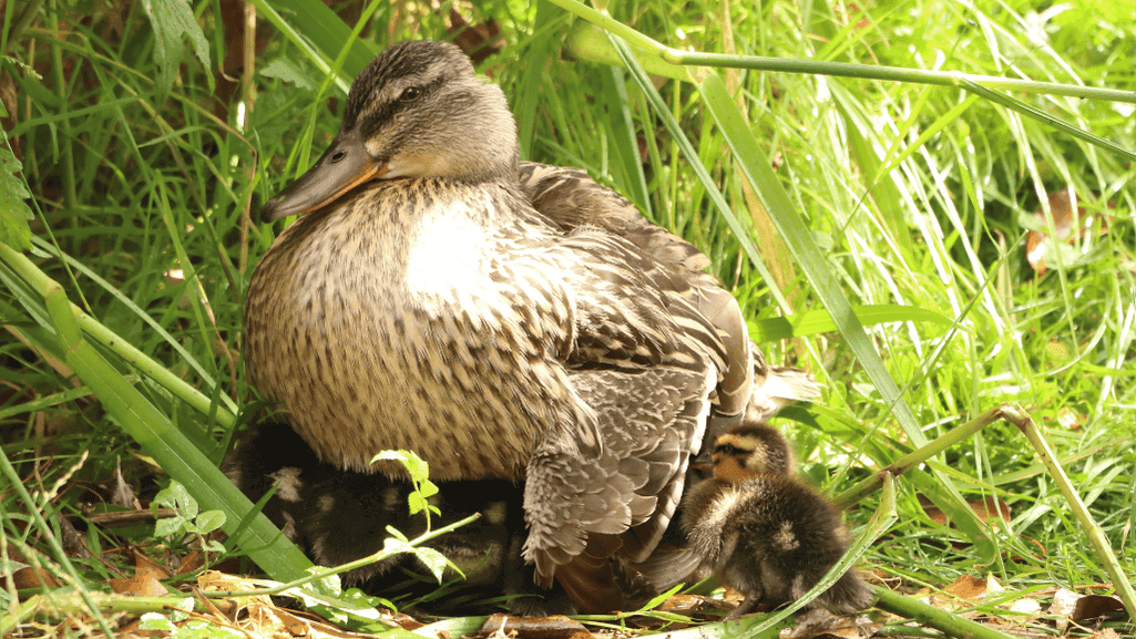 Mallard Mothers Behavior