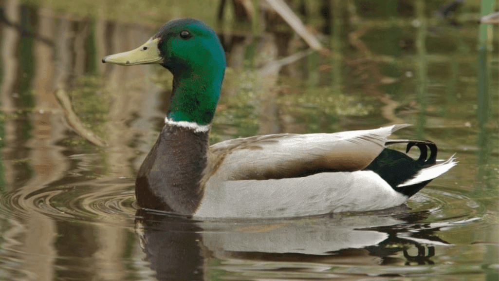 Mallard ducks in their natural wetland habitat