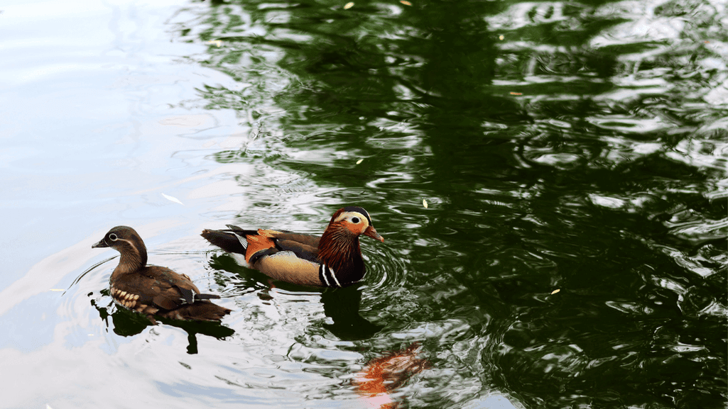 Mandarin ducks in Swedish art