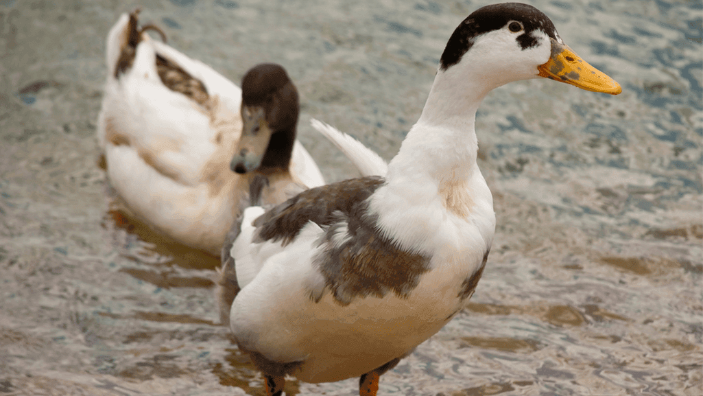 Moorshead Magpie Ducks displaying unique duck behavior