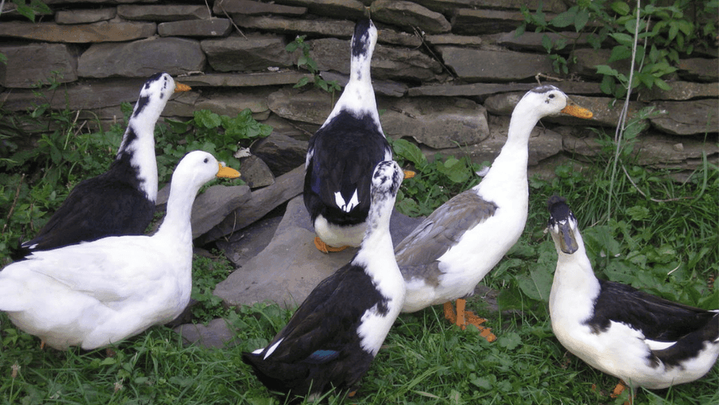 Moorshead Magpie Ducks in captivity