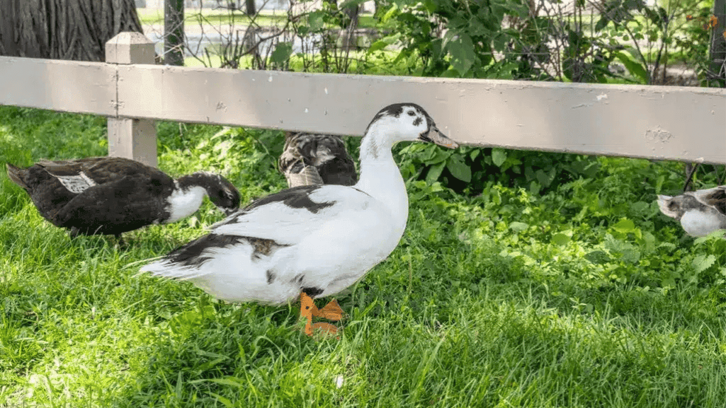 Moorshead Magpie Ducks in their wetland habitat