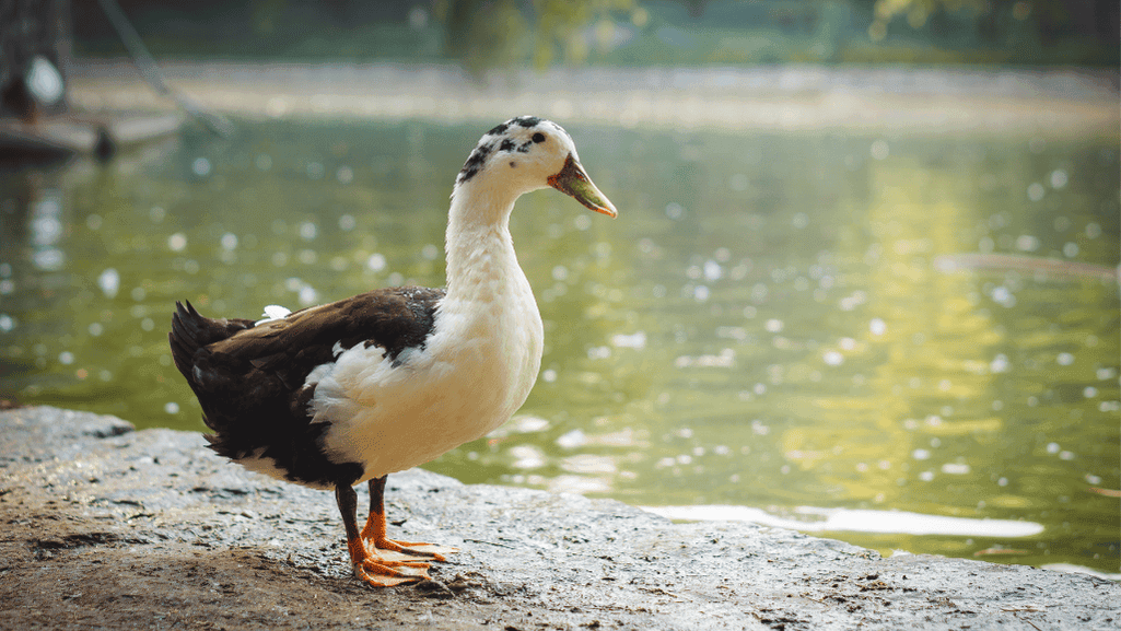 Discover Moorshead Magpie Ducks: Nature's Marvels 1 Moorshead Magpie Ducks