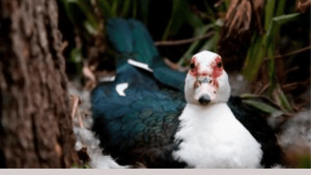 Muscovy duck eggs