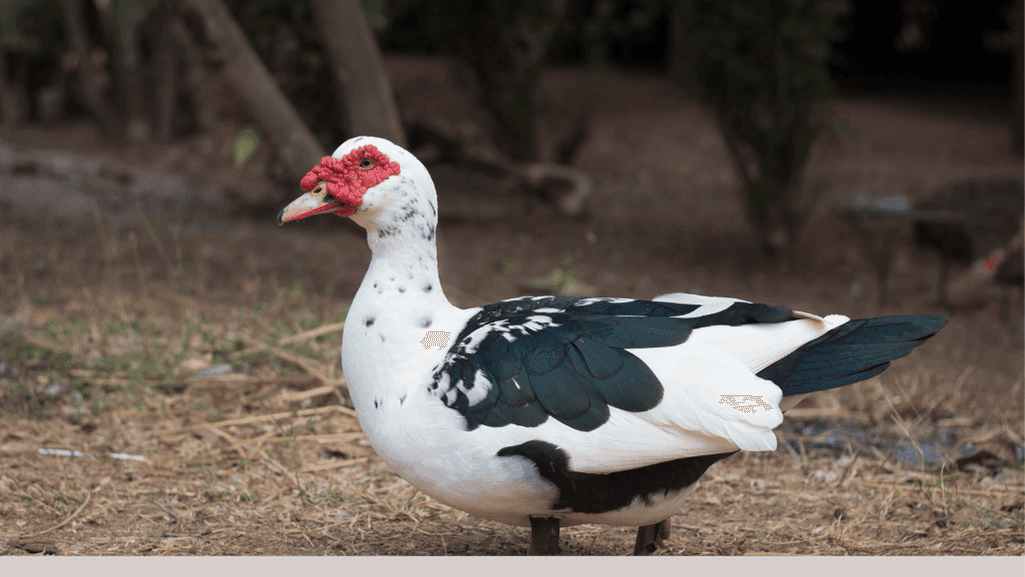 Muscovy ducks, South American ducks