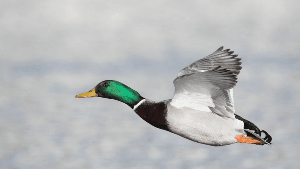 North American mallards in fligh