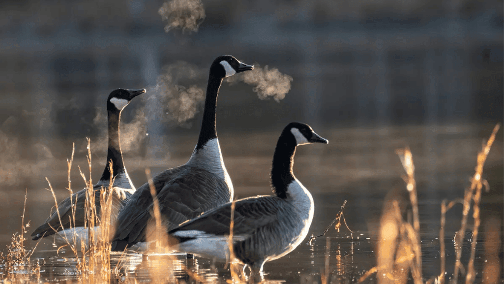 Optimal Canada Goose Calling Locations