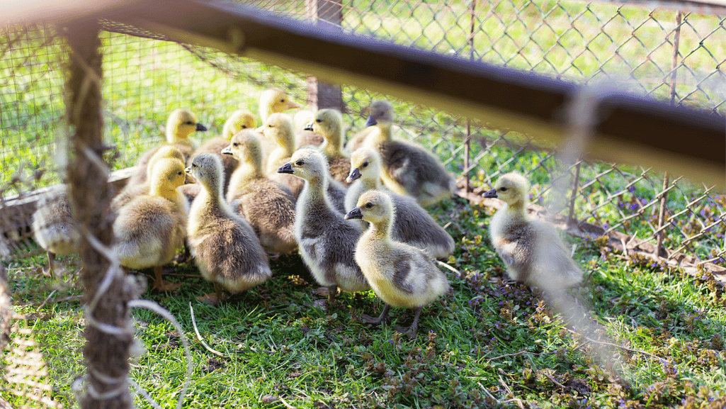 Optimal habitat for baby geese