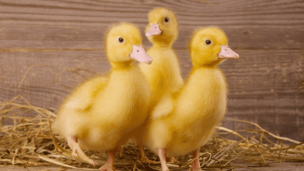 Pekin ducklings