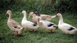 Pretty Duck Breeds