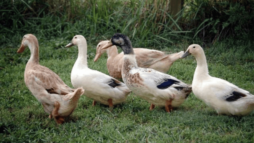 Beautiful Pretty Duck Breeds for Your Backyard 1 Pretty Duck Breeds