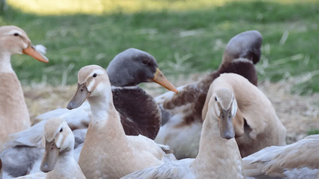 Saxony Ducks on a farm