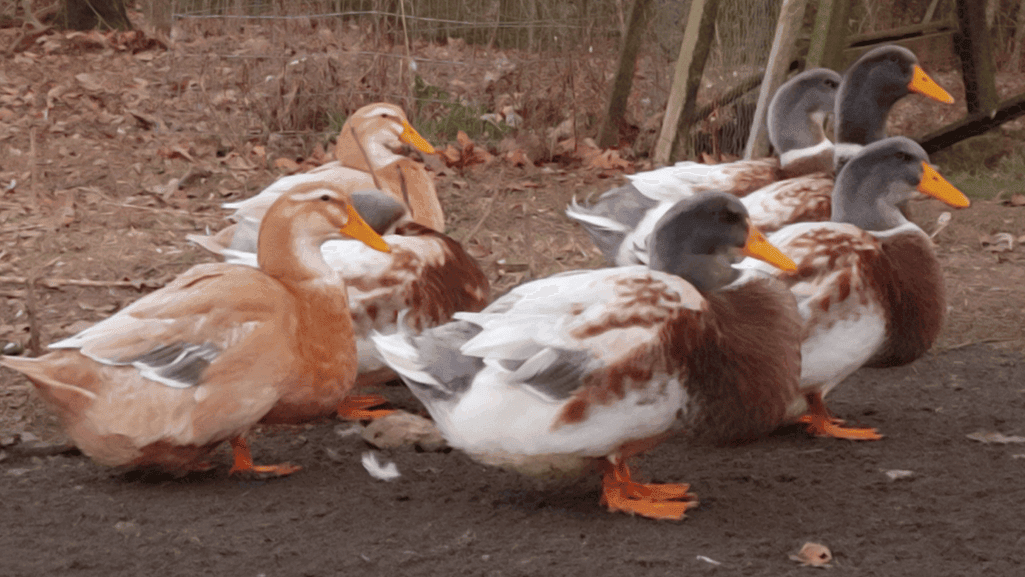 Saxony Ducks: Majestic Waterfowl for Your Farm 1 Saxony Ducks