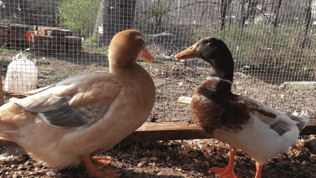 Discover Saxony Ducks: Elegant Farm Favorites 1 Saxony Ducks