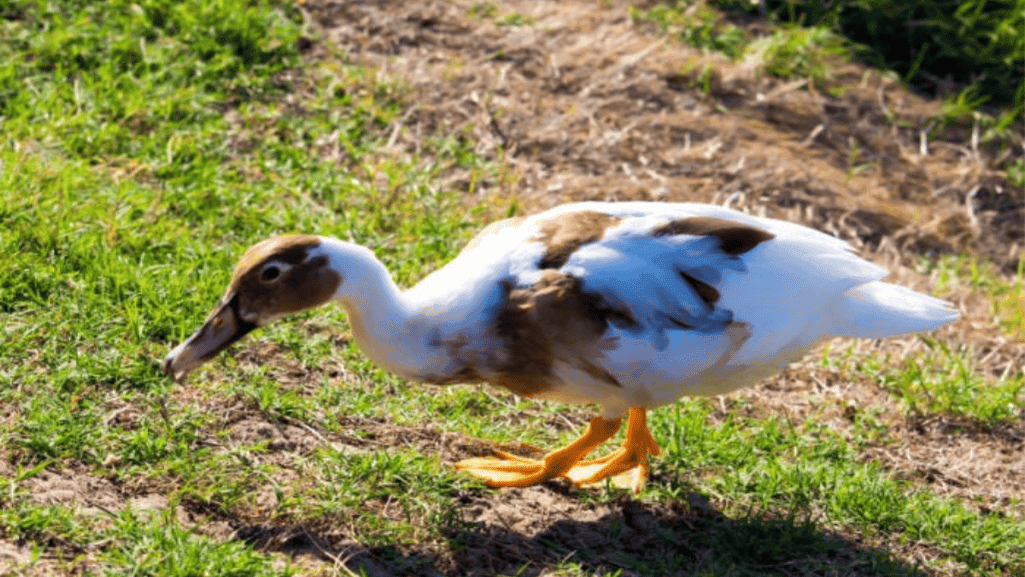 Saxony duck behavior