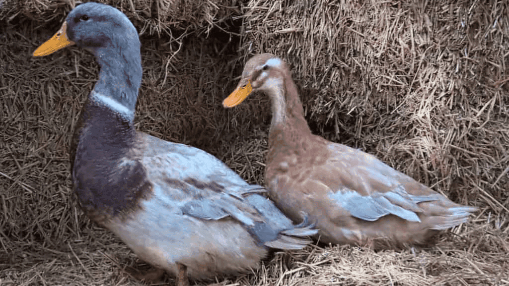 Saxony duck eggs and meat