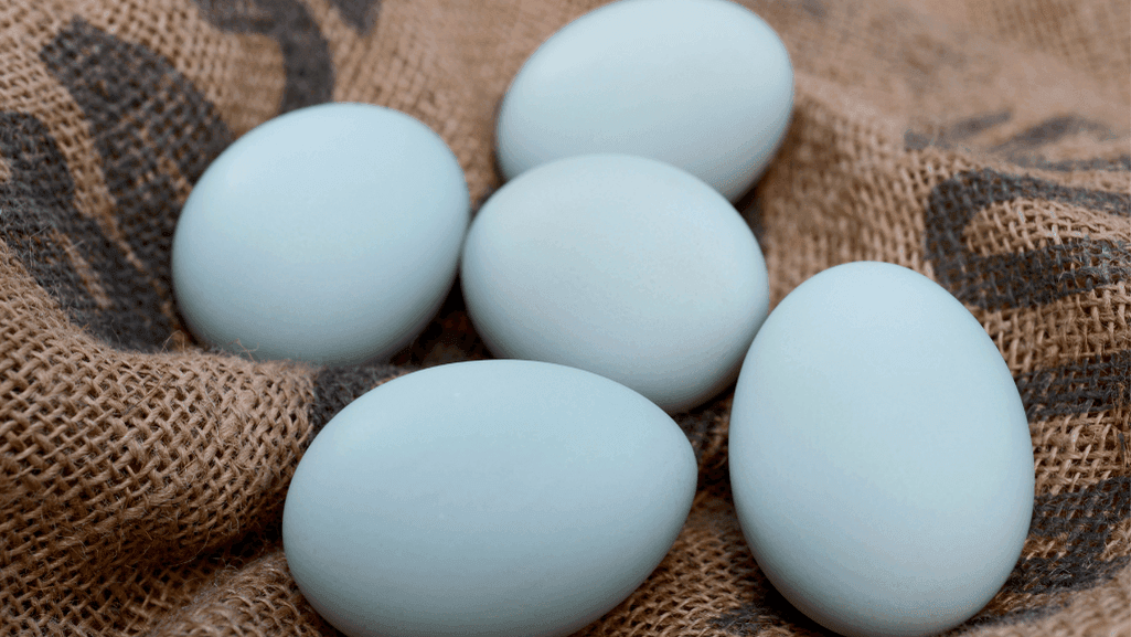 Saxony duck eggs