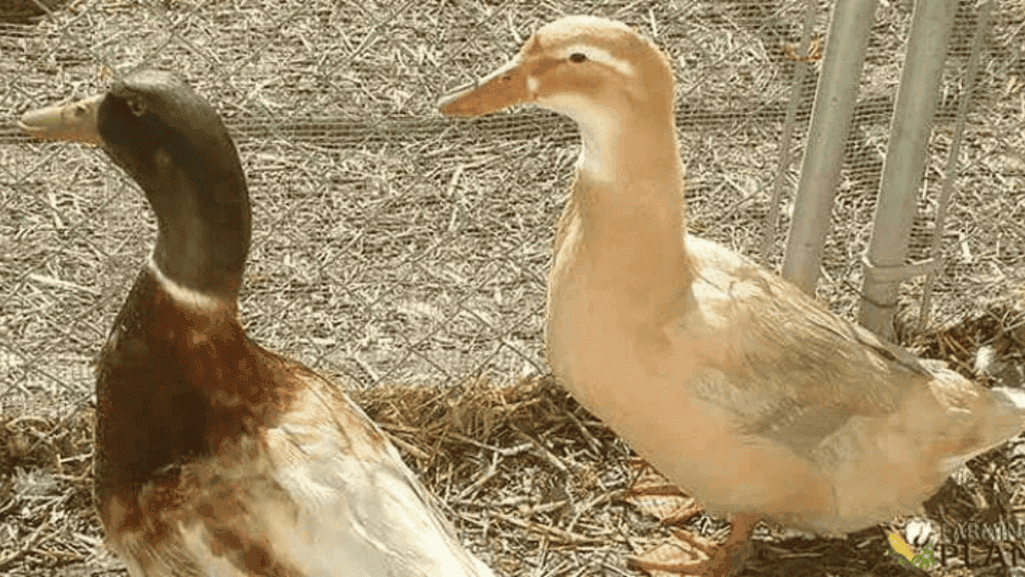 Saxony duck housing and care requirements