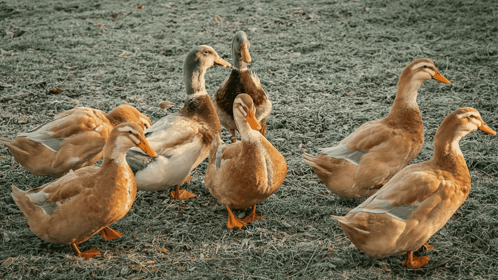 Saxony ducks displaying their lively and active temperament