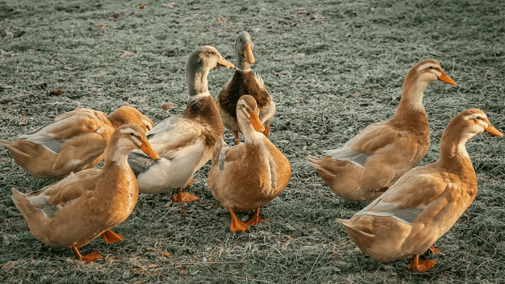 Saxony ducks displaying their lively and active temperament
