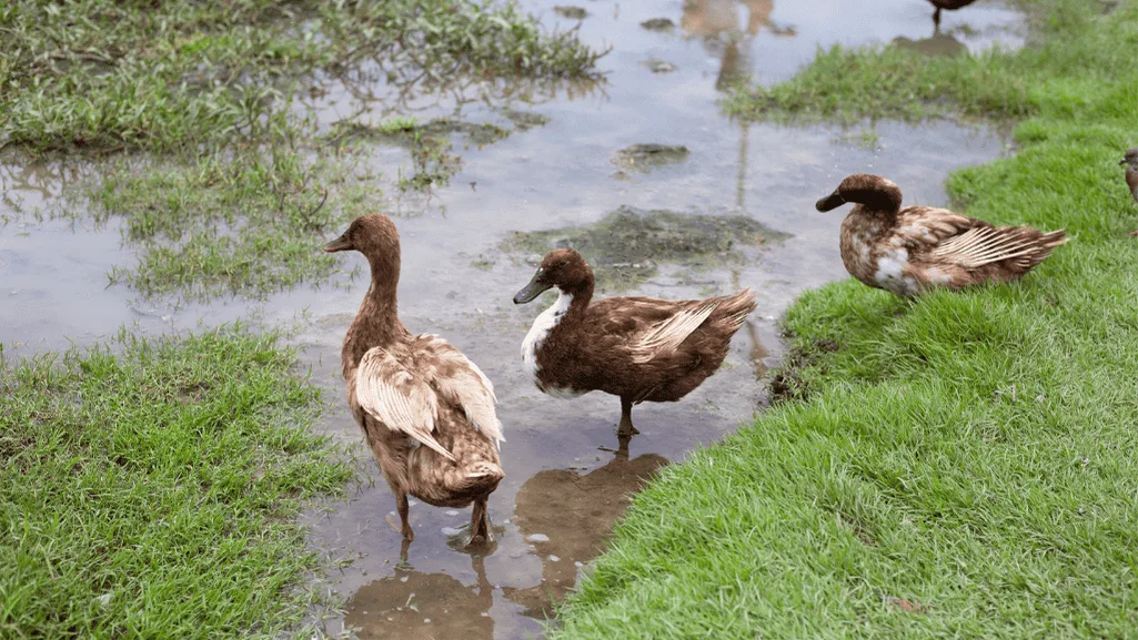 Saxony ducks in a spacious pen with access to free range time