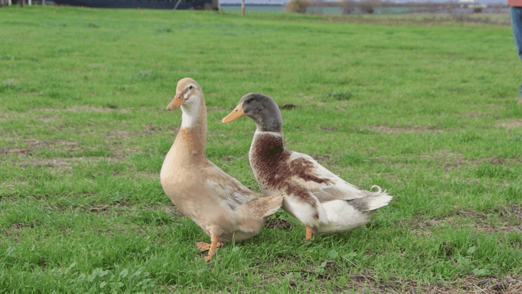 Saxony ducks integrated with chickens and geese