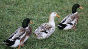Silver Appleyard Ducks