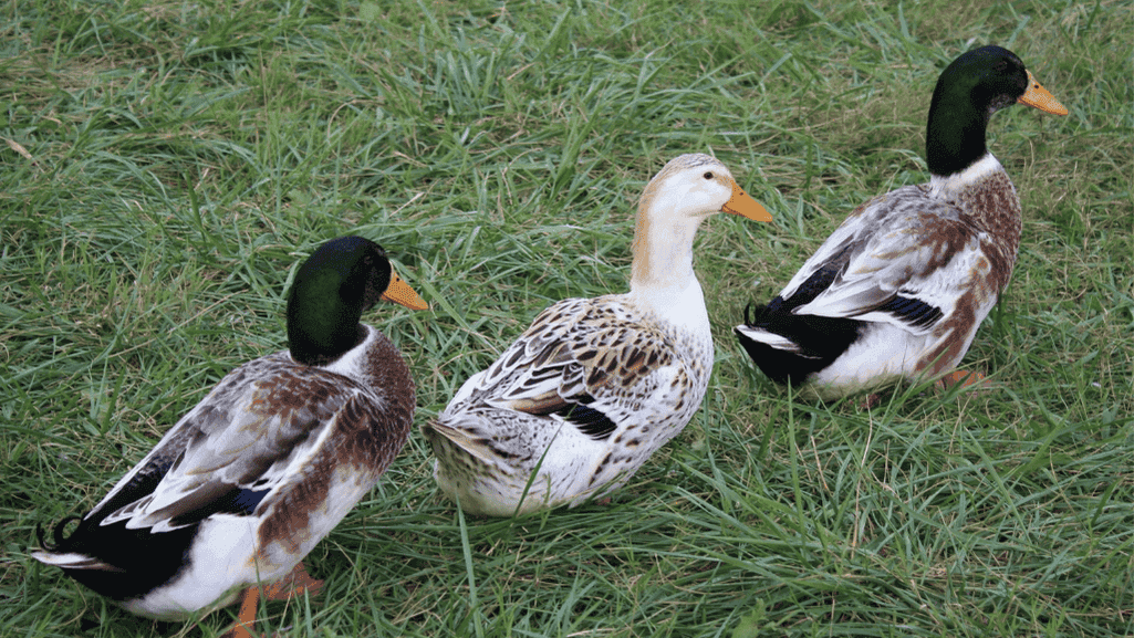 Discover the Charm of Silver Appleyard Ducks 1 Silver Appleyard Ducks