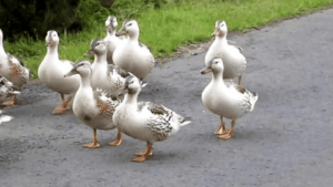 Silver Appleyard Miniature Duck