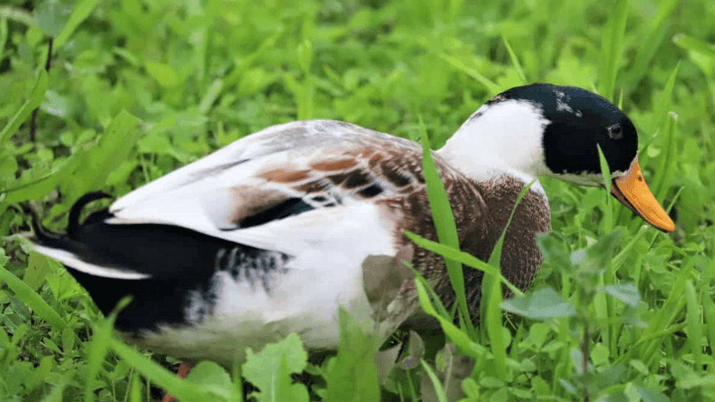 Silver Appleyard ducks, a rare heritage breed