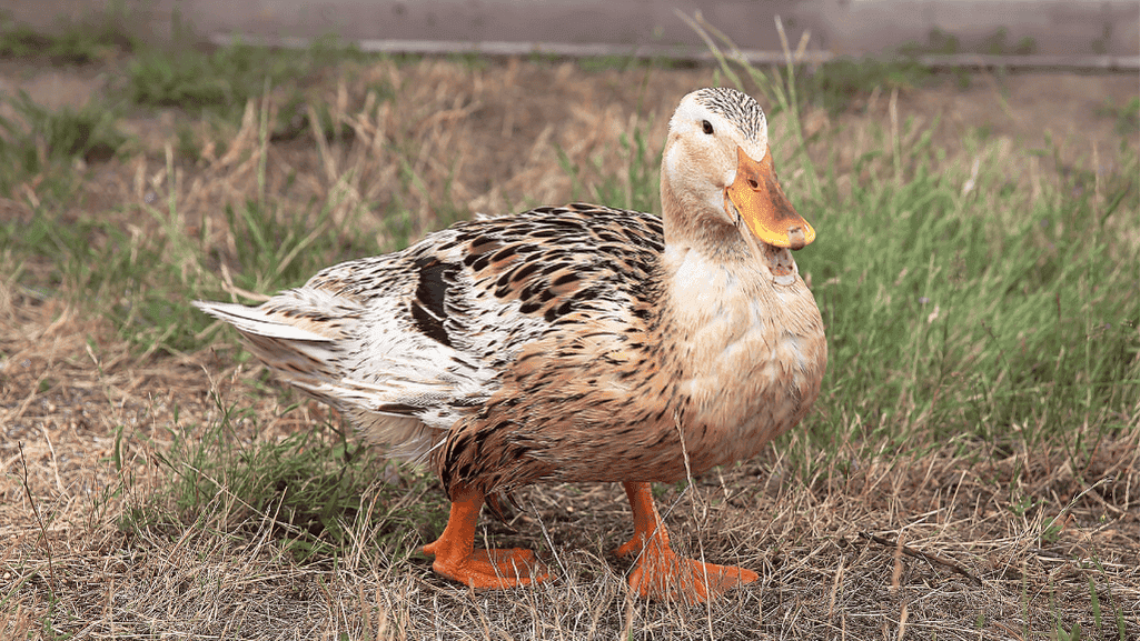 Silver Appleyard ducks interacting with their owners