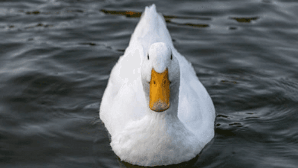 Discover the Charm of Silver Bantam Ducks Today! 1 Silver Bantam Ducks