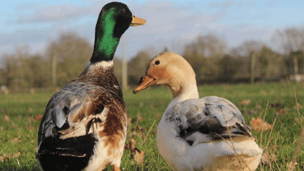 Silver Bantam ducks as family-friendly pets