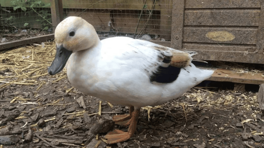 Silver Bantam ducks at a poultry show