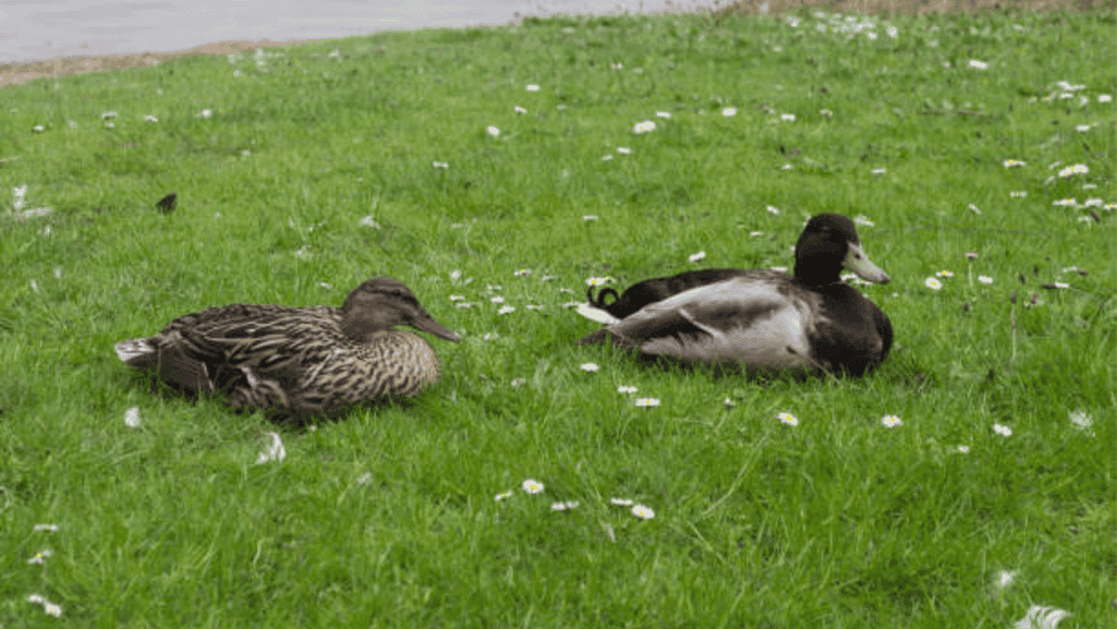 Silver Bantam ducks provide natural pest control in gardens