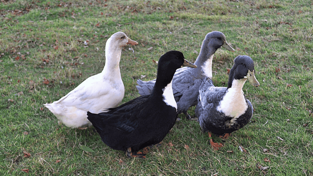 Swedish Ducks: Inspiring Nordic Waterfowl Wonders 1 Swedish Ducks