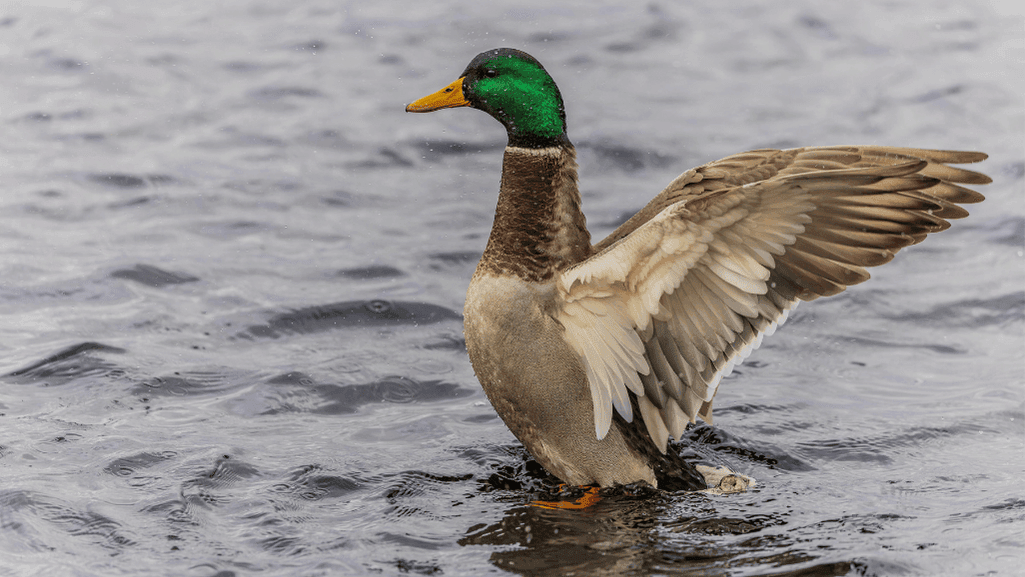 Swedish duck characteristics
