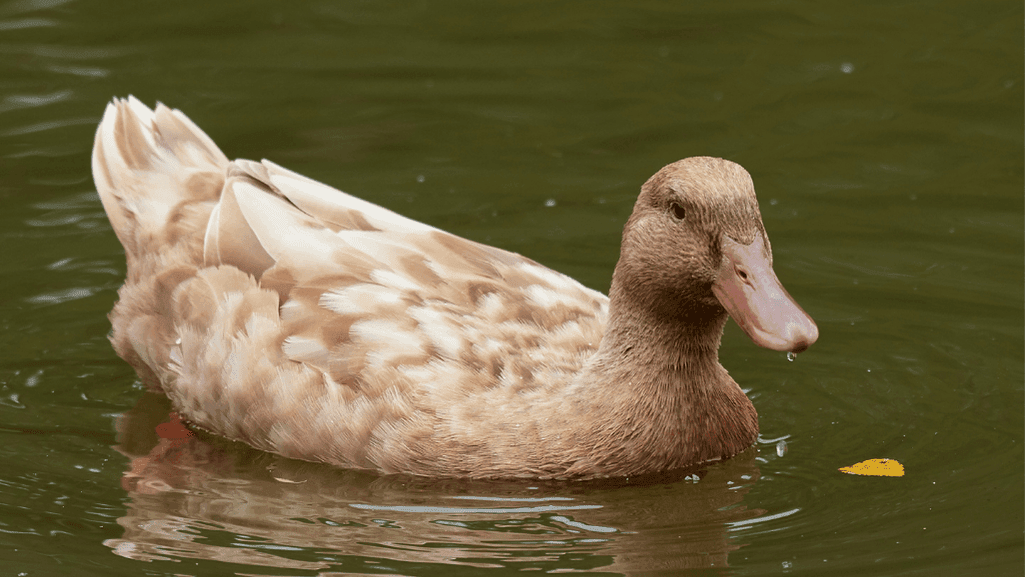 Swedish duck farming practices