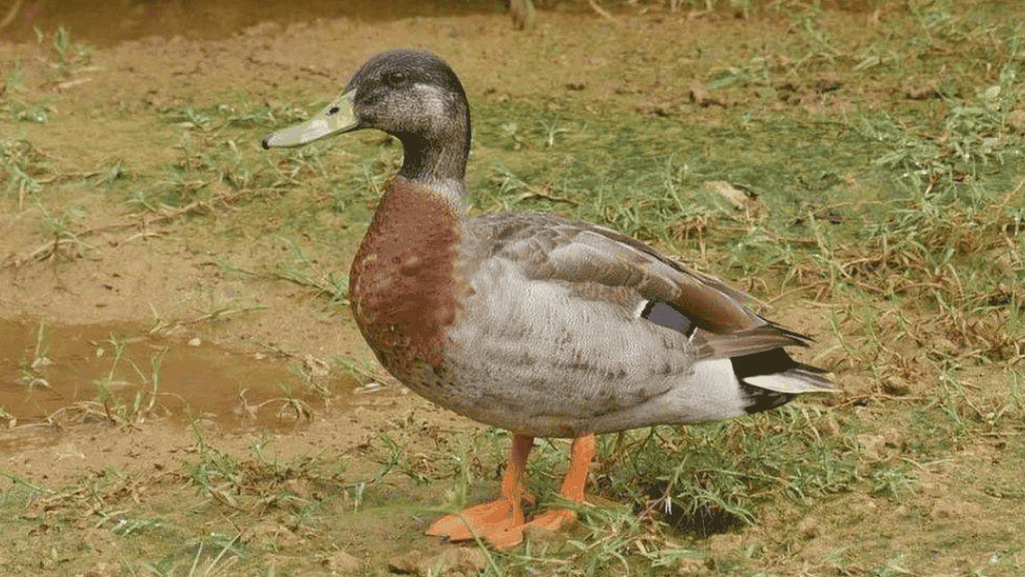 Top Duck Breeds for Egg Laying