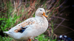 Welsh Harlequin Ducks: