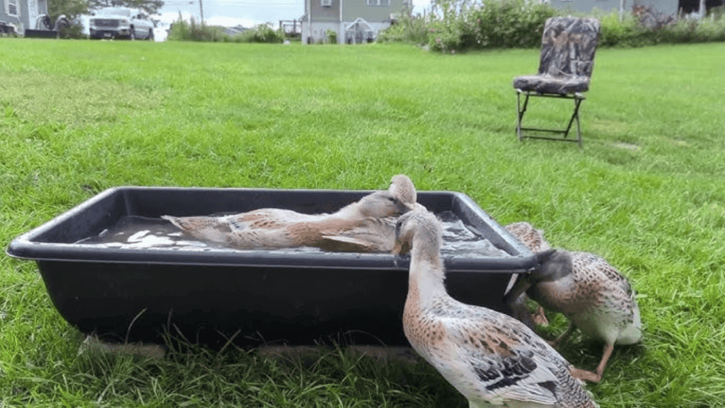 Welsh Harlequin Ducks feeding