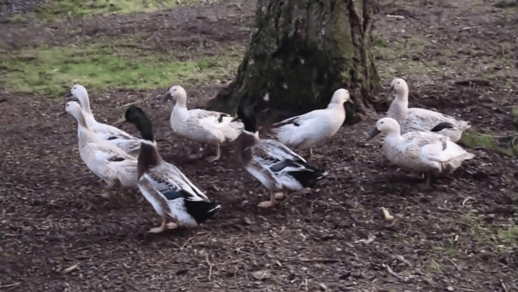 Welsh Harlequin Ducks in a backyard setting