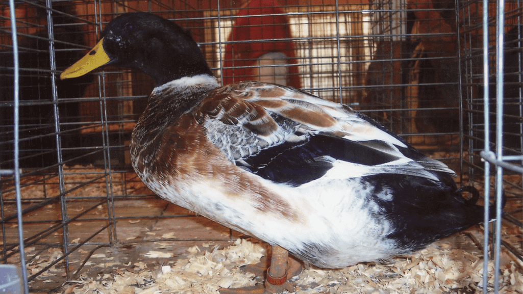 Welsh Harlequin Ducks laying eggs