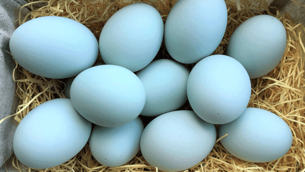 What Colour Is a Duck Egg