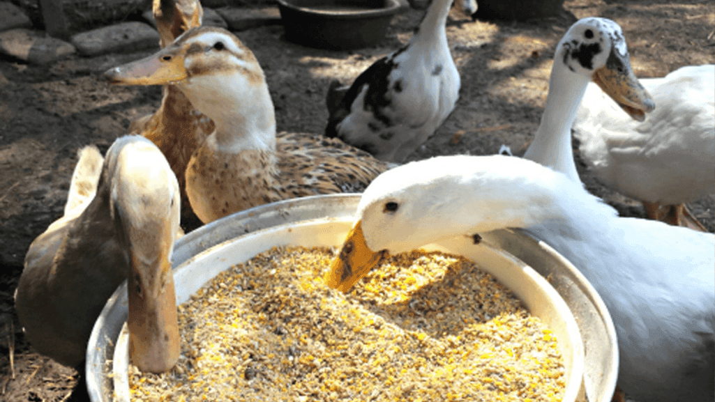 What Do Ducks Eat: A Complete Feeding Guide 1 What Do Ducks Eat