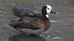 White-Faced Whistling Duck