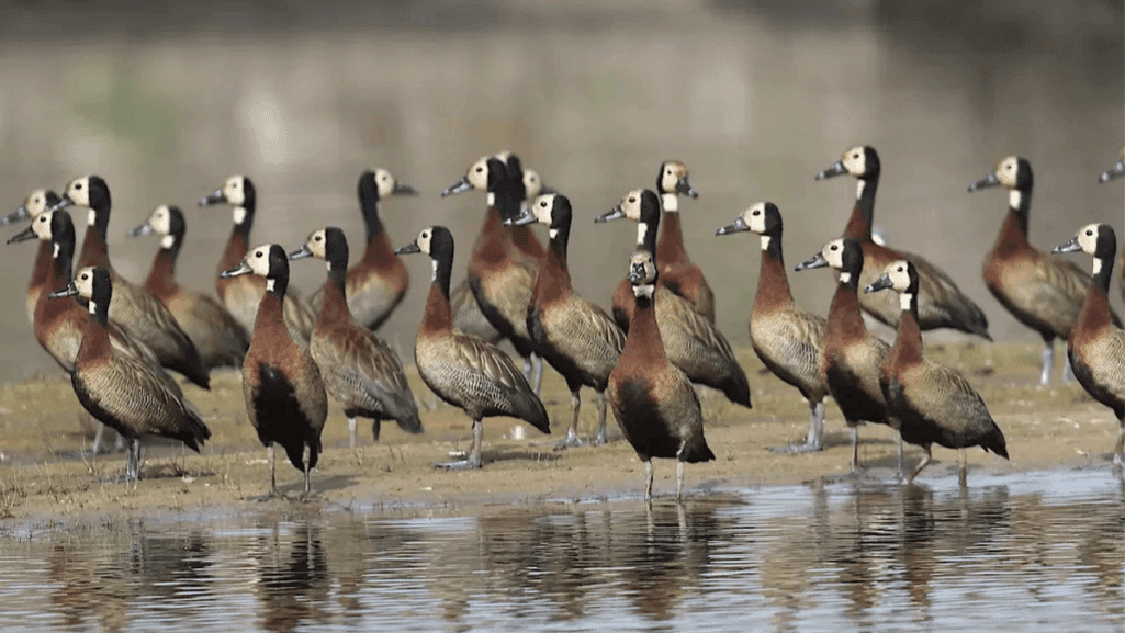 White-faced Whistling Ducks in a flock