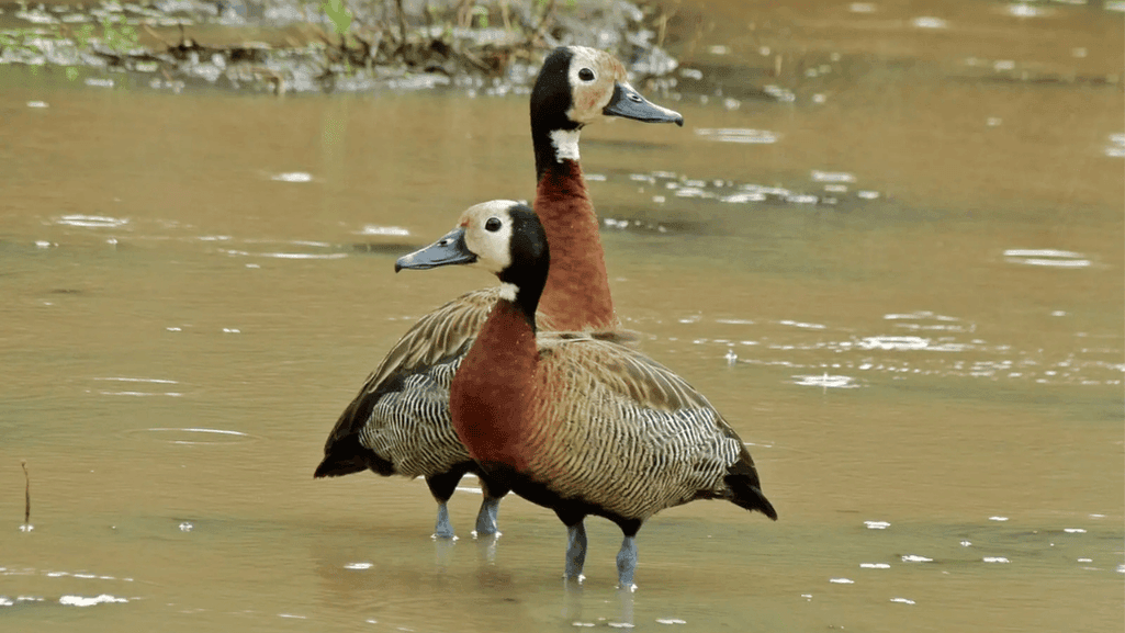 White-faced Whistling-Ducks in their natural habitat