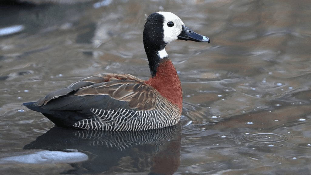 White-faced whistling duck swimming with webbed feet