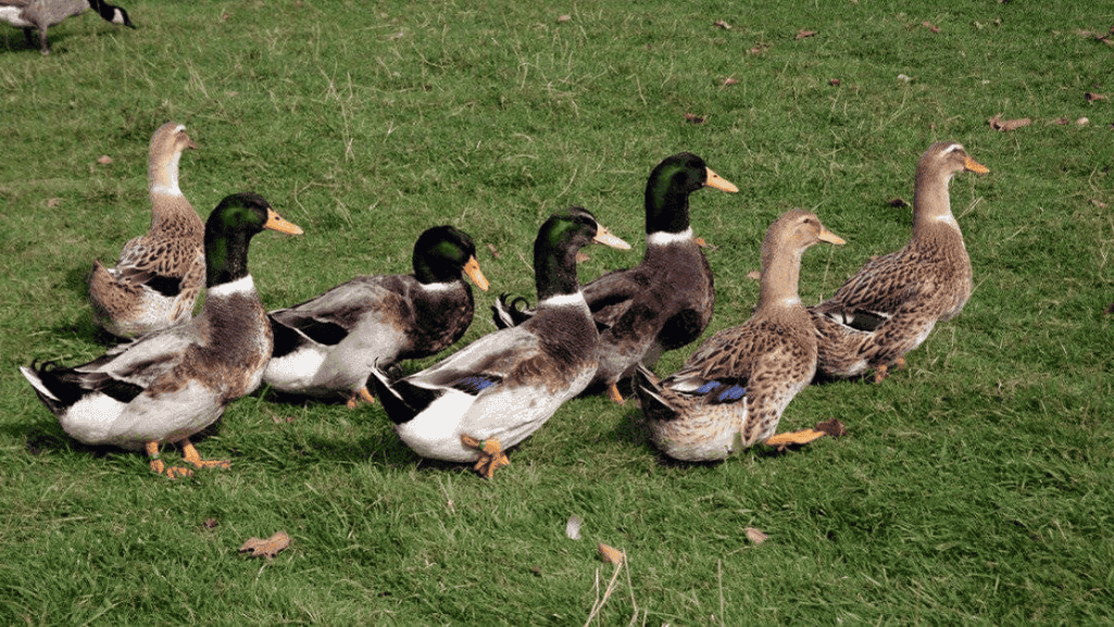 attractive duck varieties